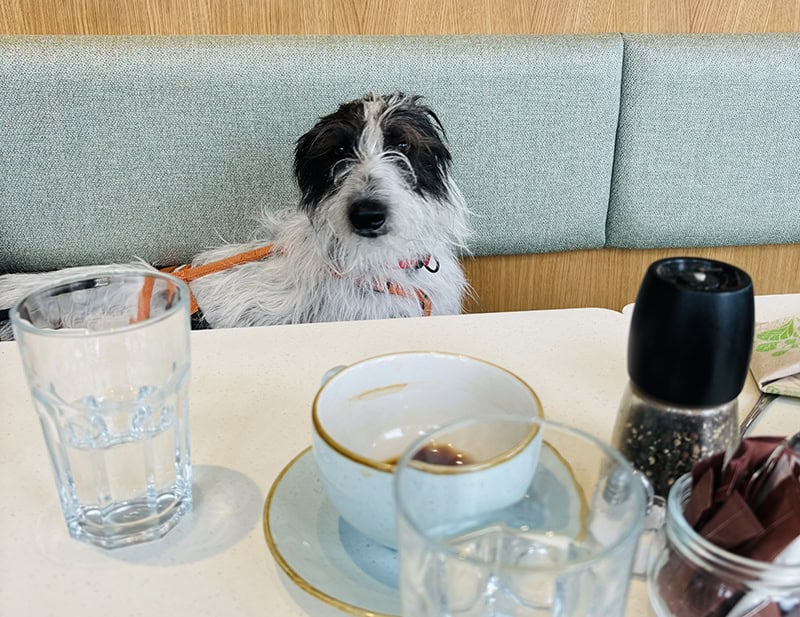 Houndy Hangouts group walks and coffe for puppy owners