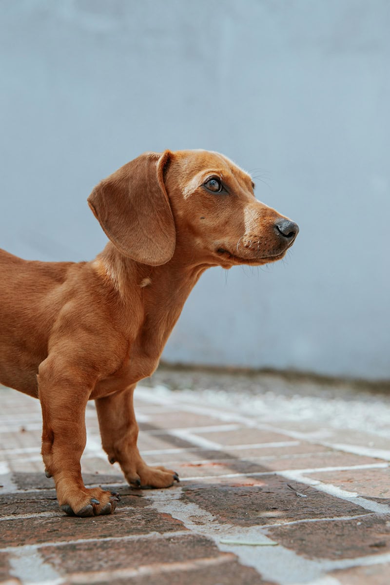 Local puppy classes near you with Steph's Dog Training