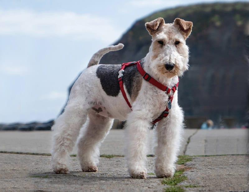 Puppy Behaviour support for owners near Raheny, Dublin, Clontarf, Killester, Donaghmede, Artane, Sutton, Howth, Fairview