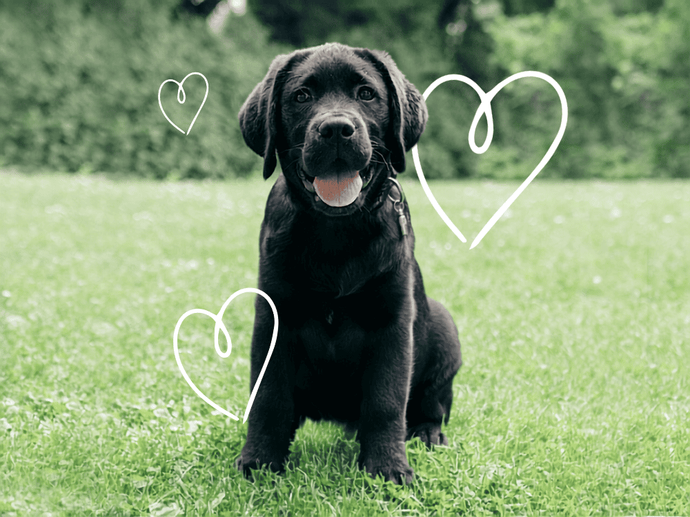 Puppy Classes Dublin Raheny Clontarf Killester Puppy Classes Dublin Raheny Clontarf Killester