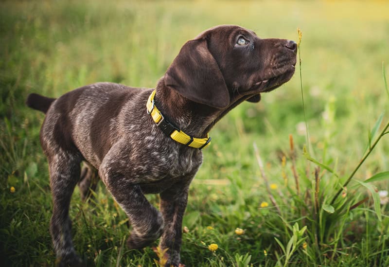 Puppy Classes Raheny, Dublin, Clontarf, Killester, Donaghmede, Artane, Sutton, Howth, Fairview