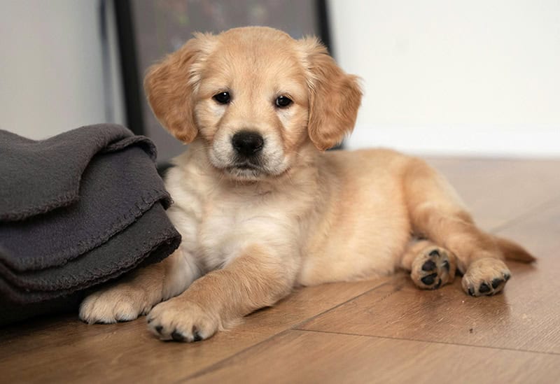 Puppy SOS support call Raheny, Dublin, Clontarf, Killester, Donaghmede, Artane, Sutton, Howth, FairviewRaheny, Dublin, Clontarf, Killester, Donaghmede, Artane, Sutton, Howth, Fairview