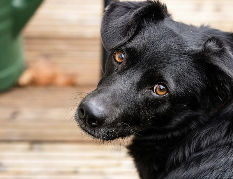 Rescue Dog Support Raheny, Dublin, Clontarf, Killester, Donaghmede, Artane, Sutton, Howth, Fairview